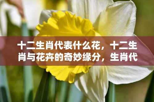 十二生肖与花卉的奇妙缘分，生肖代表花卉详解