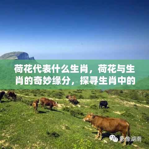 下马看花 第4页