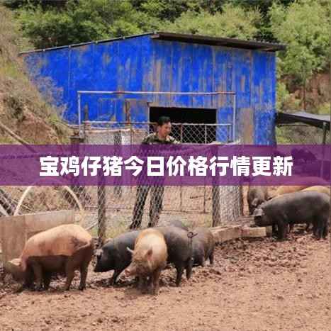 坌鸟先飞 第3页